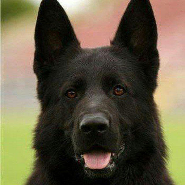 𝗚𝗲𝗿𝗺𝗮𝗻 𝘁𝗼𝘀𝘀