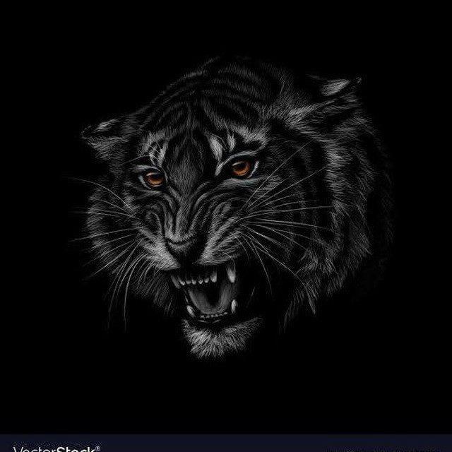 TIPPING SESSIONS MATCHS IPL TOSS