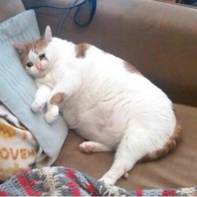 TikTok Collection💎