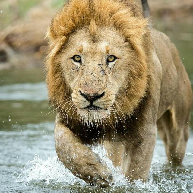 🐆 حیات وحش جهان 🐅