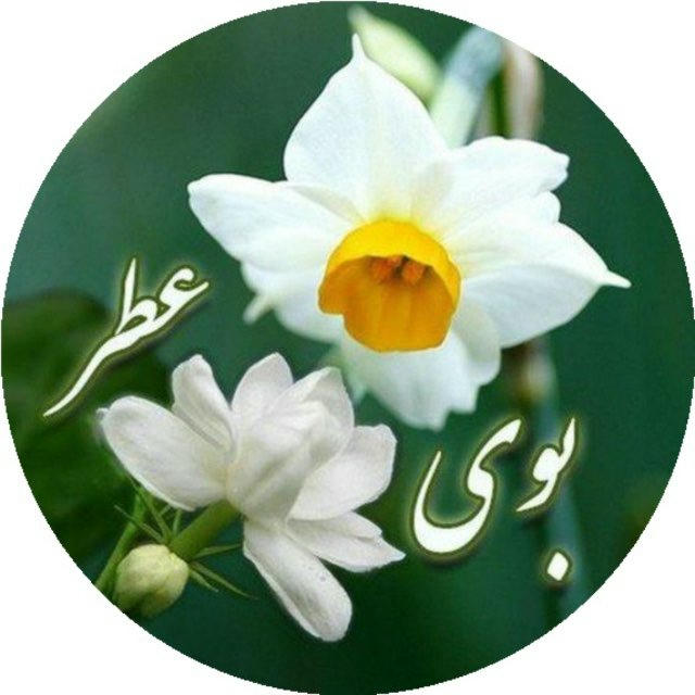 بوی نرگس عطریاس شیعیان مقیم آمریکا