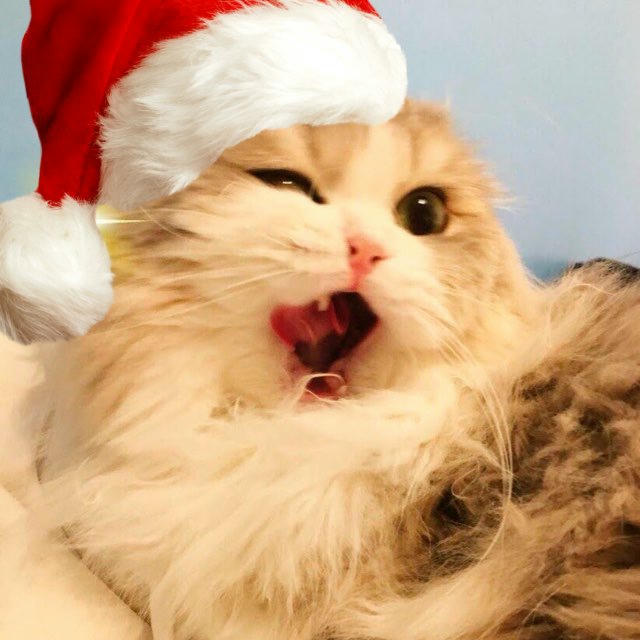 Бляцкие коты