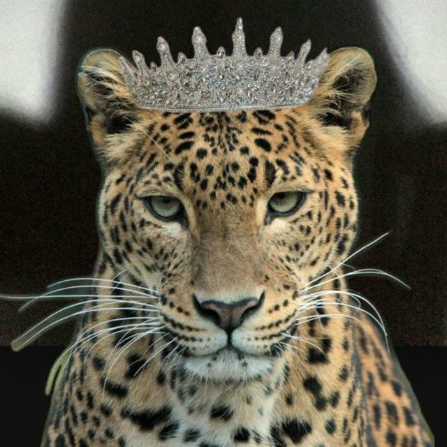 كوزمتك الفهد بيوتي 🤎🐆