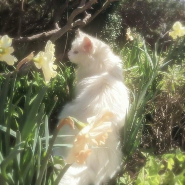 𓇼 ‘ WORDING IDEAST