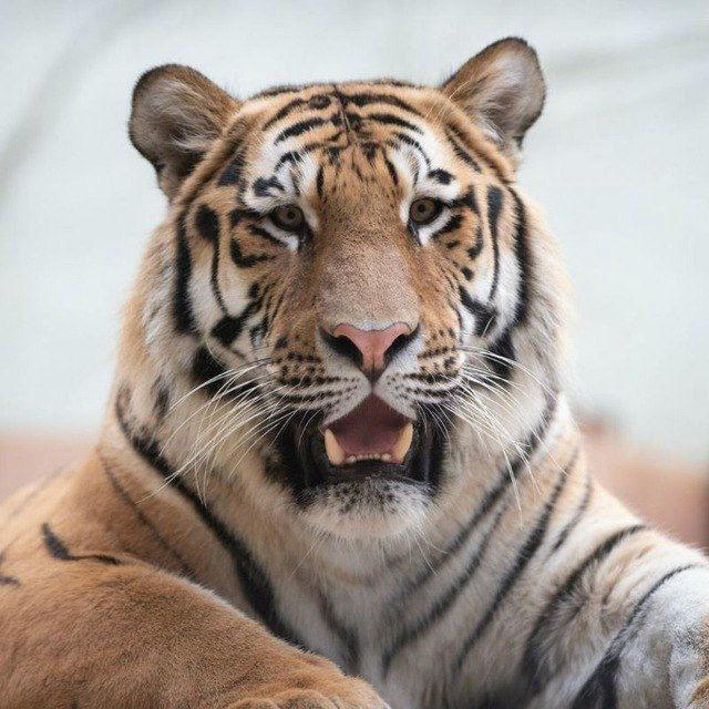 Tiger (Calling 📞)