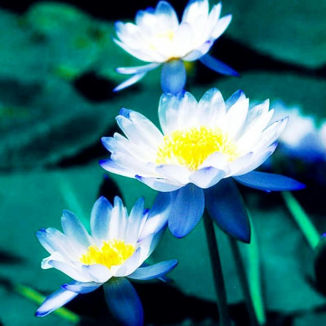 نیلوفر آبی 🩵