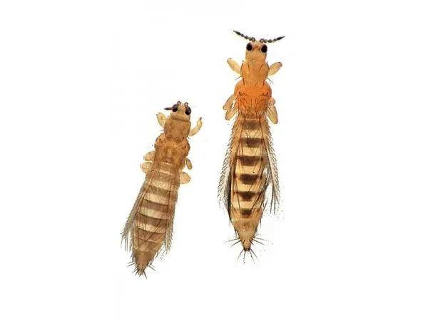 😱В 3,5 тоннах імпортного цикорію на Львівщині знайшли небезпечного шкідника – квіткового трипса, повідомляє Держпродспоживсл