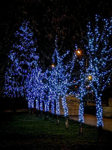 Ось така краса в парку «Юність» на Холодній Горі ✨