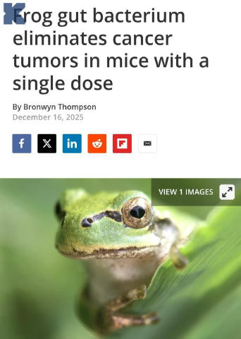 Рак подолали за допомогою жаб — вчені виявили в них супербактерію, яка знищує практично всі види онкології. Дослідники виділи