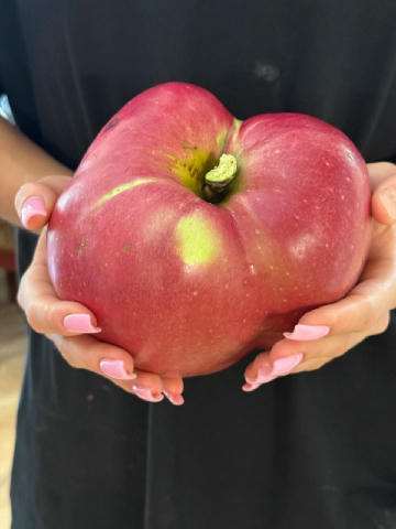 Киянин встановив національний рекорд України, виростивши найбільше яблуко вагою 1,2 кг