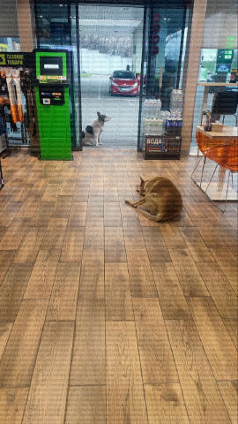 🐶На одной из заправок ОККО в Одессе пустили бездомных собак погреться от холода. Одна из них спокойно спит прямо в помещении