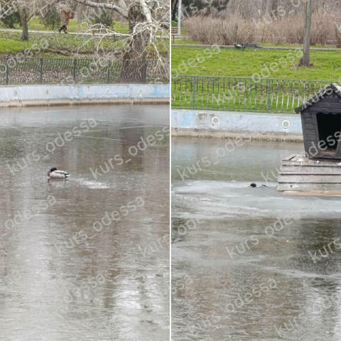 #нам_пишут 🆘В парке Победы утки примерзли ко льду. Ужас, больно смотреть. Пошли к руководству парка они роз вели руками Ссыл
