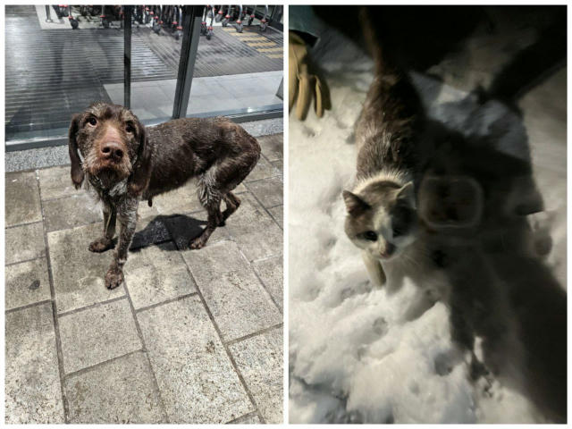 ❗Чия загуба? Довгий час бігає біля чорного АТБ Верхня Хортиця (кільце). Навіть в середину декілька раз заходила, але господар