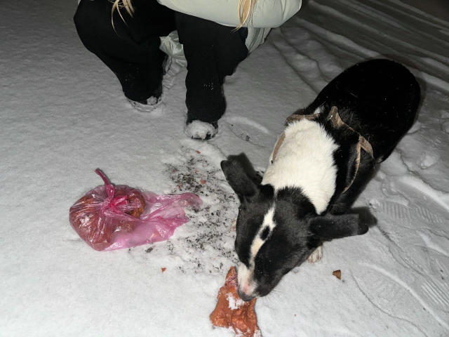 ❗Знайшли песика з обірваним поводком біля гімназії номер 4 Ми в 📲 WhatsApp 📲 Instagram 📲 TikTok