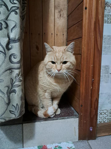 ❗На Бородінському біля ринку Селянського (відділення НП #3) знайшли кота. Красивий рижий плотненький котик, можливо домашній