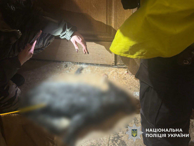 😳 В квартире в Киеве, где женщина держала волка, полиция обнаружила ещё и труп лисицы Об этом правоохранители сообщили после