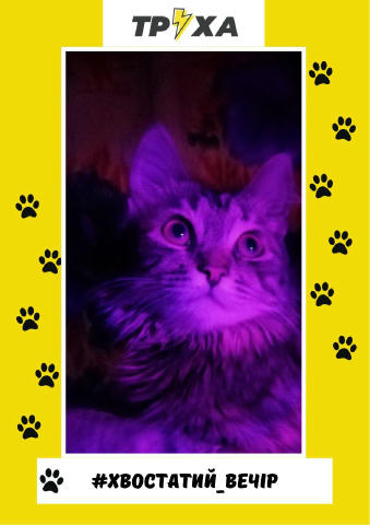 Переможці нашої рубрики #хвостатий_вечір, накидайте їм «❤️». Надсилай смішний відос або фото ТВОГО пухнастика в коменти. НАЙЗ