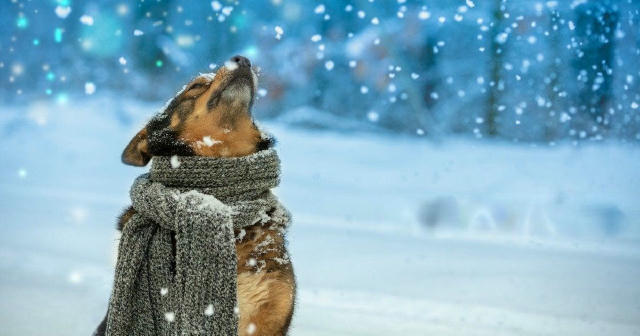 ❄️ На рубежі 2025–2026 років в Україні очікується справжня зима: прогнозують сніг до 15 см та морози від -10…-12°, а місцями