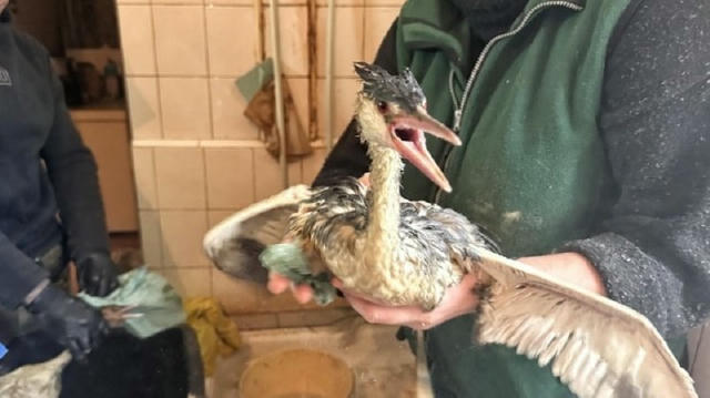 Небезразличные одесситы за 2 дня принесли в зоопарк более 200 пострадавших птиц Об этом сообщил директор Одесского зоопарка И